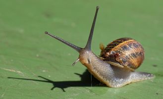 Snail