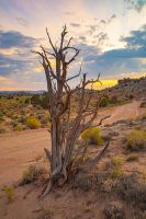 Bentonite Hills Tree at Sunset