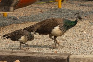 Peacocks