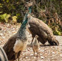 Peacocks