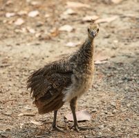 Young Peacock