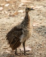 Young Peacock