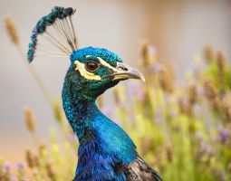 Peacock Head