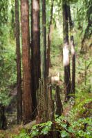 Redwood Trees