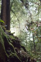 Redwood Trees