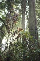 Redwood Trees