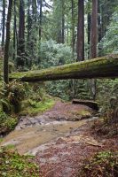 Redwood Trees