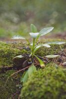 Mossy Stump