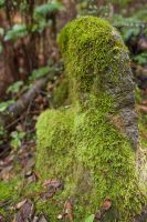 Mossy Stump