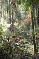 Redwood Forest