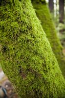 Mossy Redwood