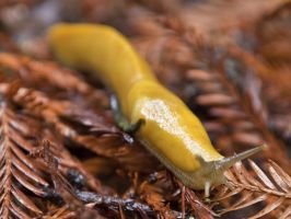 Banana Slug