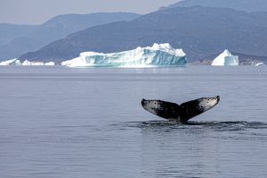 Whale