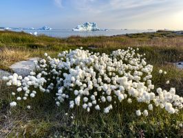 Cotton and Iceberg