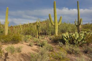 Cacti in the Saguaro National Park