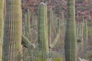 Cacti in the Saguaro National Park