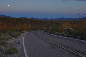 Cacti in the Organ Pipe Cactus National Monument