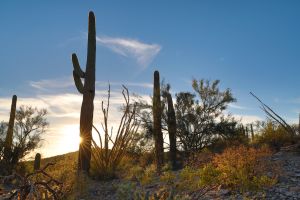 Cacti in the Organ Pipe Cactus National Monument