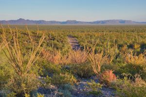 Cacti in the Organ Pipe Cactus National Monument