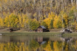 Tree Reflection