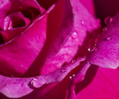 A rose with droplets of water