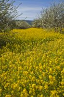 A field of mustard plants