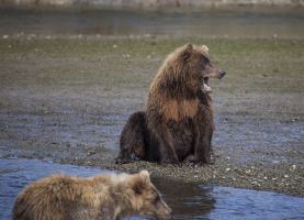 Bears in Alaska