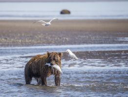 A bear with salmon and jealous seagulls looking on.
