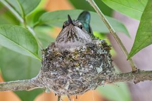 A hummingbird sitting in its nest.