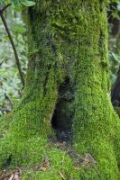 Mossy Redwood