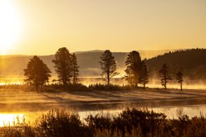Yellowstone Golden Sunrise
