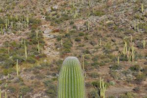 Cacti in the Saguaro National Park
